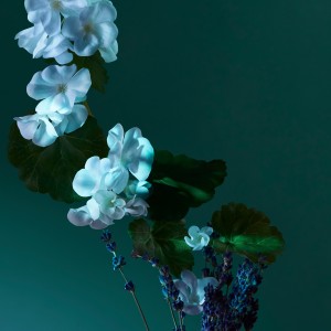 ا بالم اف کالم پنهالیگونز - A Balm of Calm Penhaligon's