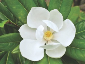 درباره گل مگنولیا Magnolia بیشتر بدانیم