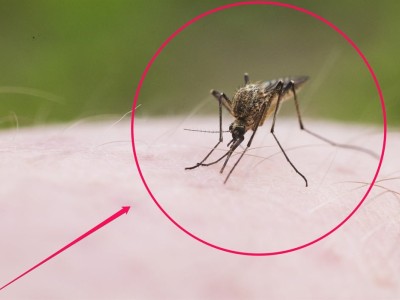 مقابله با مالاریا با عطر: نوآوری انقلابی شرکت dsm-firmenich