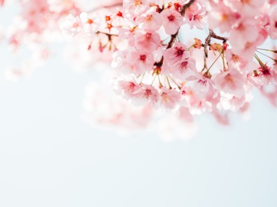 بهترین عطرهای شکوفه گیلاس