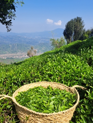 روستای تابستان نشین