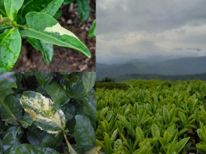 آلبینیسم در گیاه چای