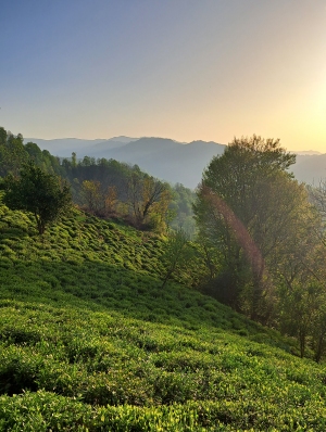 نمایی از مزرعه چای تابستان نشین