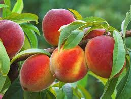 کودهای مناسب برای درختان میوه