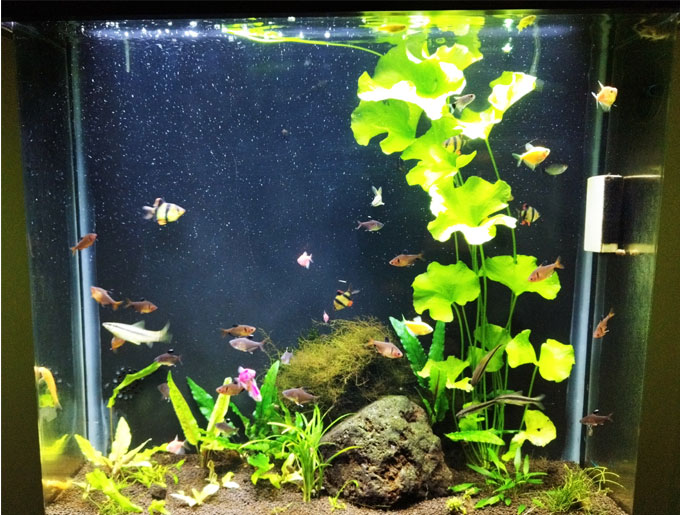 نمونه کار-ال ای دی مخصوص  آکواریوم پلنت