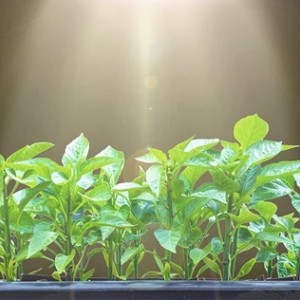 پاور ال ای دی فول اسپکتروم رشد گياه 45 میل  (با رنگ نور سفید ) Epiled    1W-3W