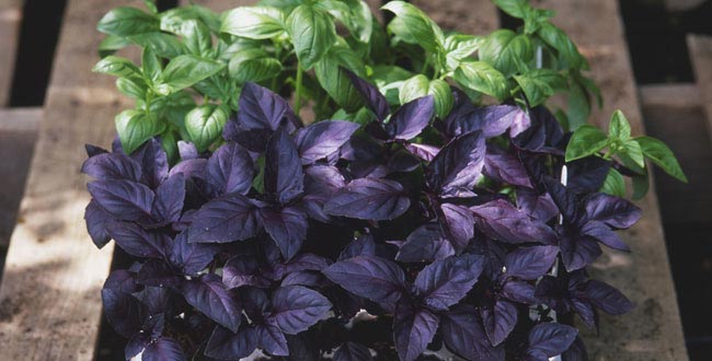 گیاهان دور کننده پشه کدامند؟