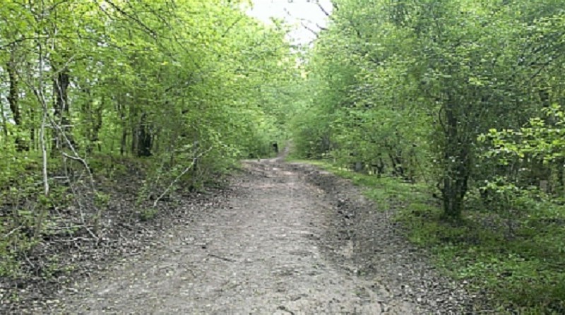 جنگل ناهارخوران کجاست