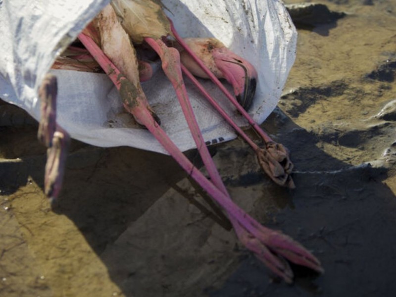 شرق خلیج گرگان درگیر مرگ پرندگان مهاجر شد