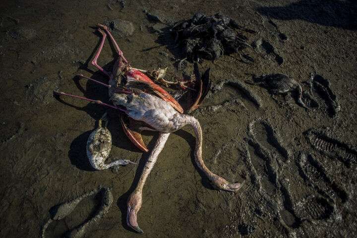 ابهام در علت تلفات پرندگان خلیج گرگان ادامه دارد