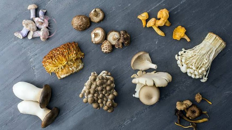 انواع قارچ خوراکی و خواص آن ؛ چگونه قارچ سمی و خوراکی را تشخیص دهیم؟