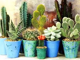 نگهداری از کاکتوس