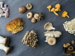 انواع قارچ خوراکی و خواص آن ؛ چگونه قارچ سمی و خوراکی را تشخیص دهیم؟