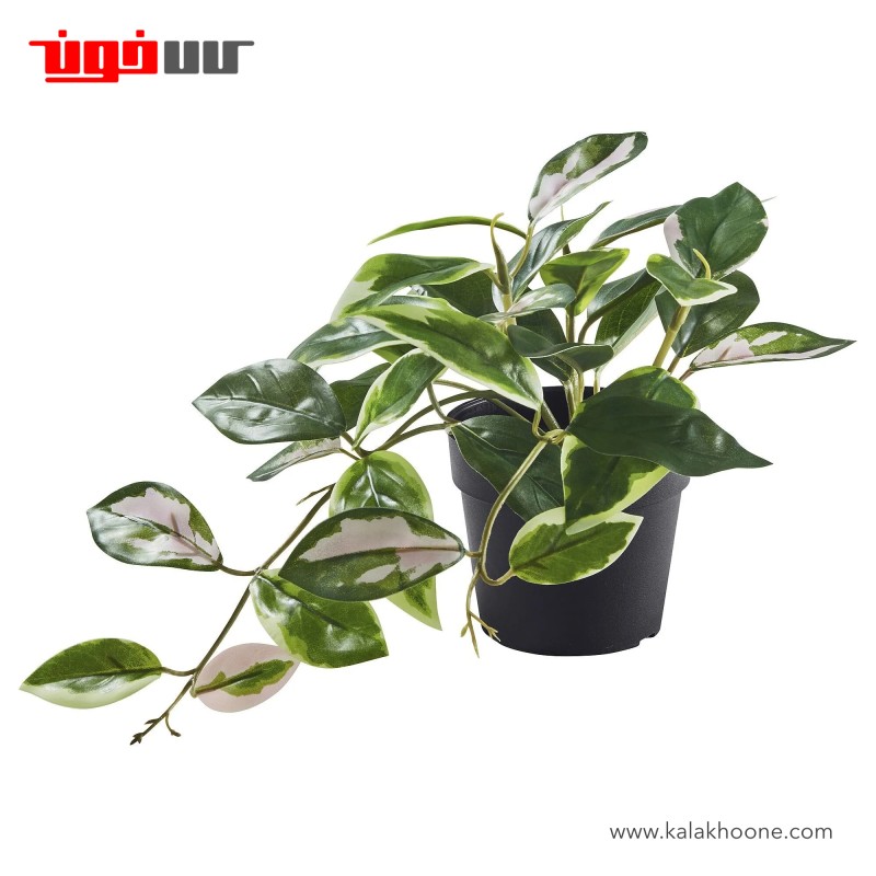 گیاه مومی ایکیا مدل FEJKA