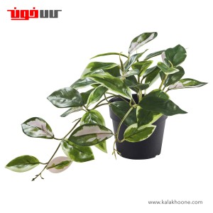 گیاه مومی ایکیا مدل FEJKA