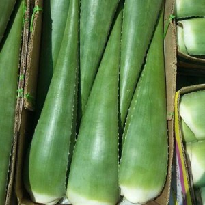 برگ الوورا سی گل