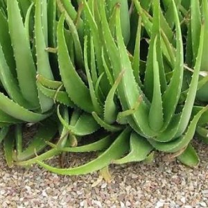 برگ الوورا سی گل