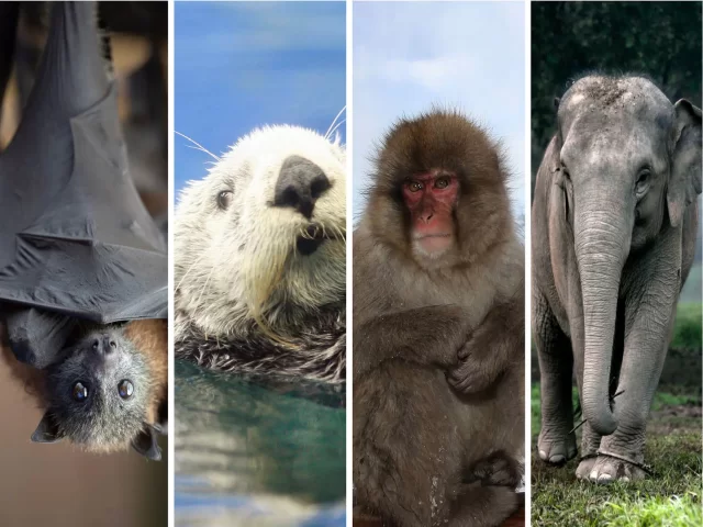 پنج یافته شگفت‌انگیز بزرگ‌ترین مطالعه جهان درباره پستانداران