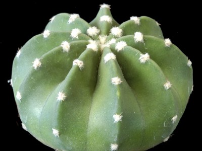 بذر کاکتوس اچینوپسیس Echinopsis denudatum بسته 15عددی