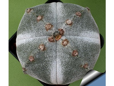 بذر کاکتوس آستروفیتوم Astrophytum myriostigma Cuadricostatus  بسته 1000عددی