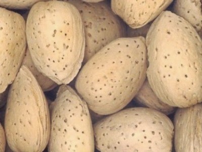 بذر بادام تلخ(100گرم)