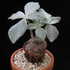 بذر ساکولنت Rechsteineria leucotricha  بسته 1000عددی