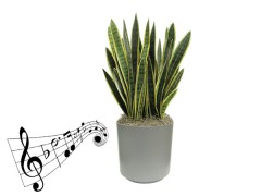 نتایج تحقیقات نشان میدهد موسیقی بر روی این پدیده ها در گیاهان موثر است:
جوانه زدن
رشد، نمو و تکوین گیاهان
پدیده‌های فیزیولوژیک مثل...