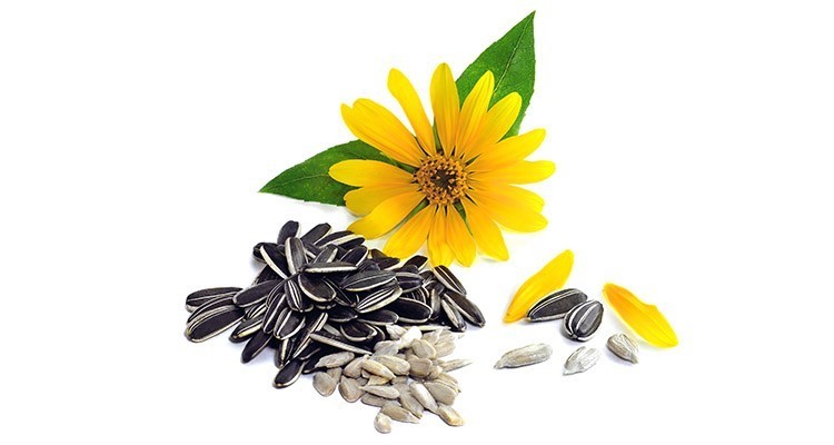 تخمه آفتابگردان