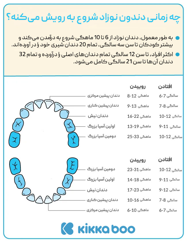 جدول مراحل روییدن دندان نوزاد و افتادن دندان های شیری