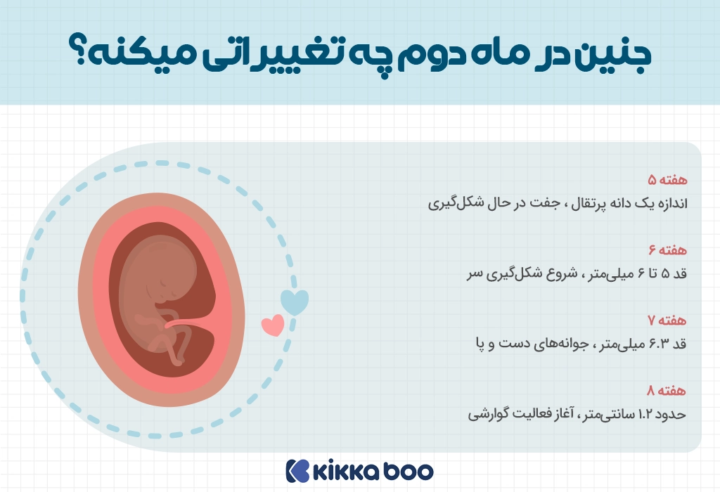 رشد هفته به هفته جنین در ماه دوم بارداری
