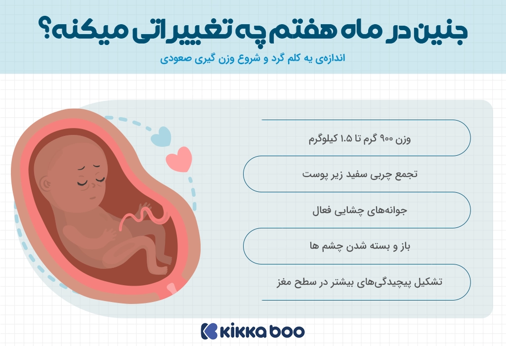 مراحل رشد جنین در ماه هفتم بارداری