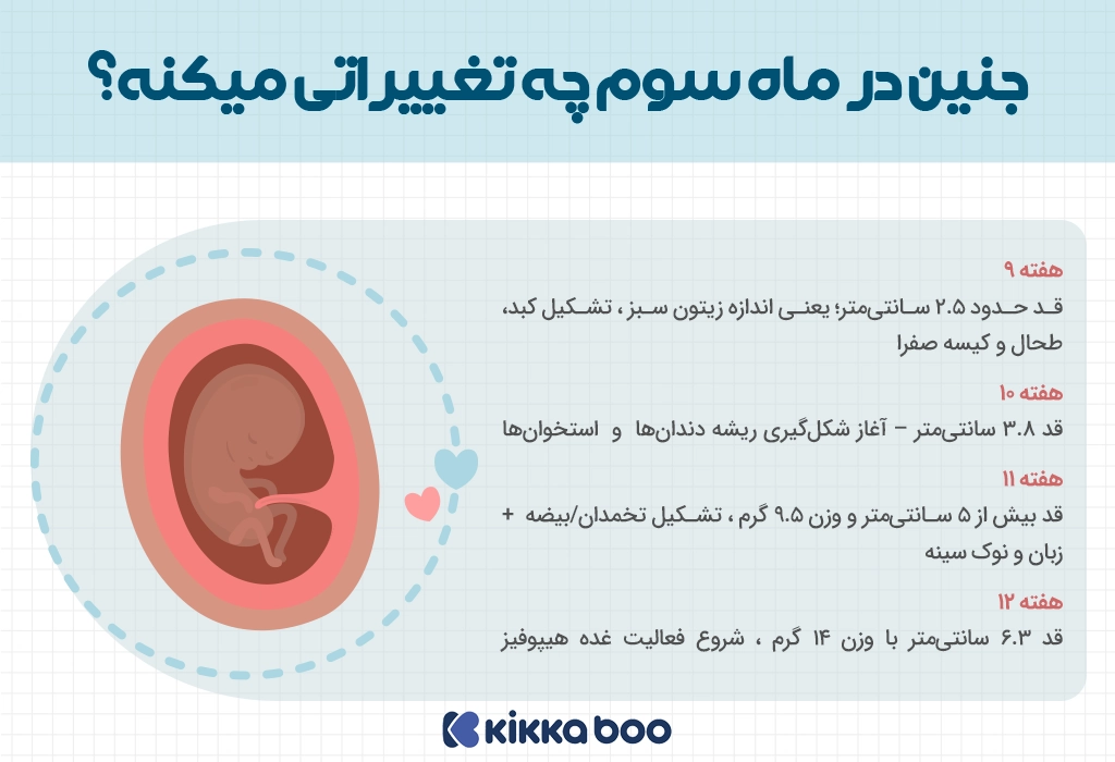 رشد هفته به هفته جنین در ماه سوم بارداری