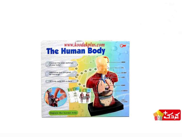 اسباب بازی آموزشی مولاژ نیم تنه (10 تکه) سایز بزرگ مدل The Human Body 3301