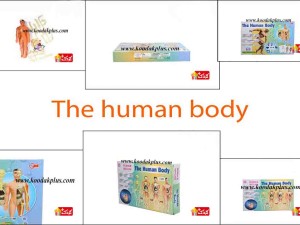 مولاژ کامل بدن انسان برای کودکان کنجکاو