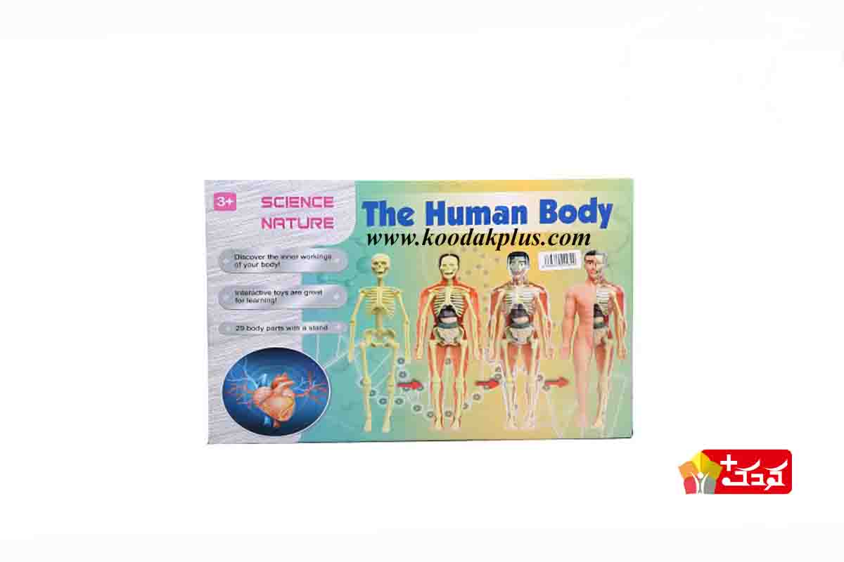 اسباب بازی آناتومی (مولاژ) کامل بدن انسان