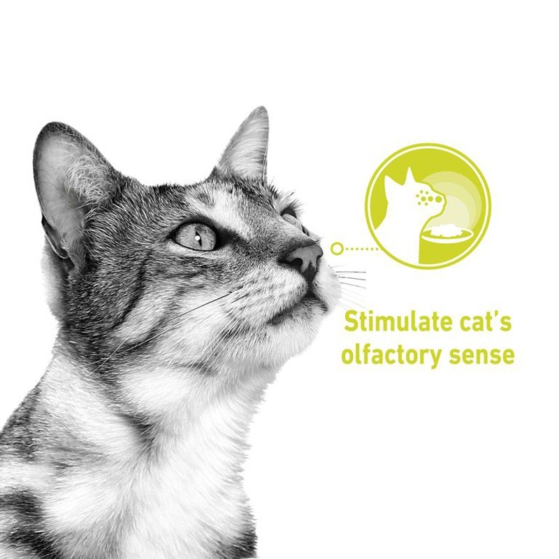 پوچ گربه حساس به بو رویال کنین Royal Canin Sensory Smell In Gravy وزن 85 گرم