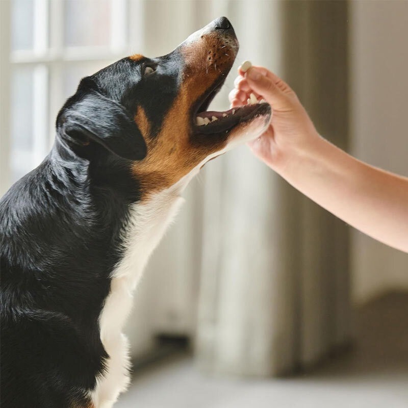 قرص آرامش بخش سگ و گربه بیفار Beaphar Dog & Cat Calming Tablet بسته 20 عددی