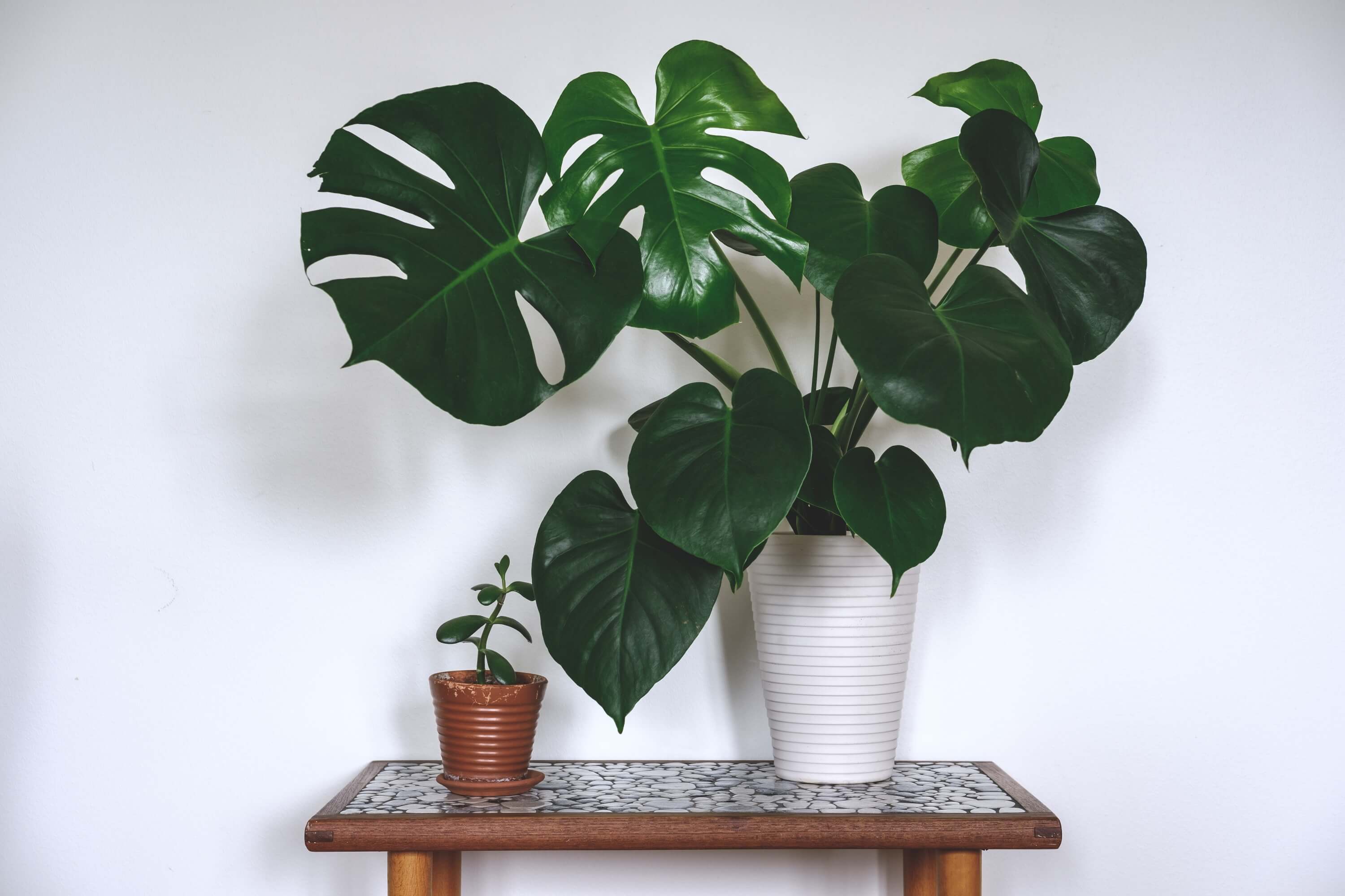 Monstera Deliciosa