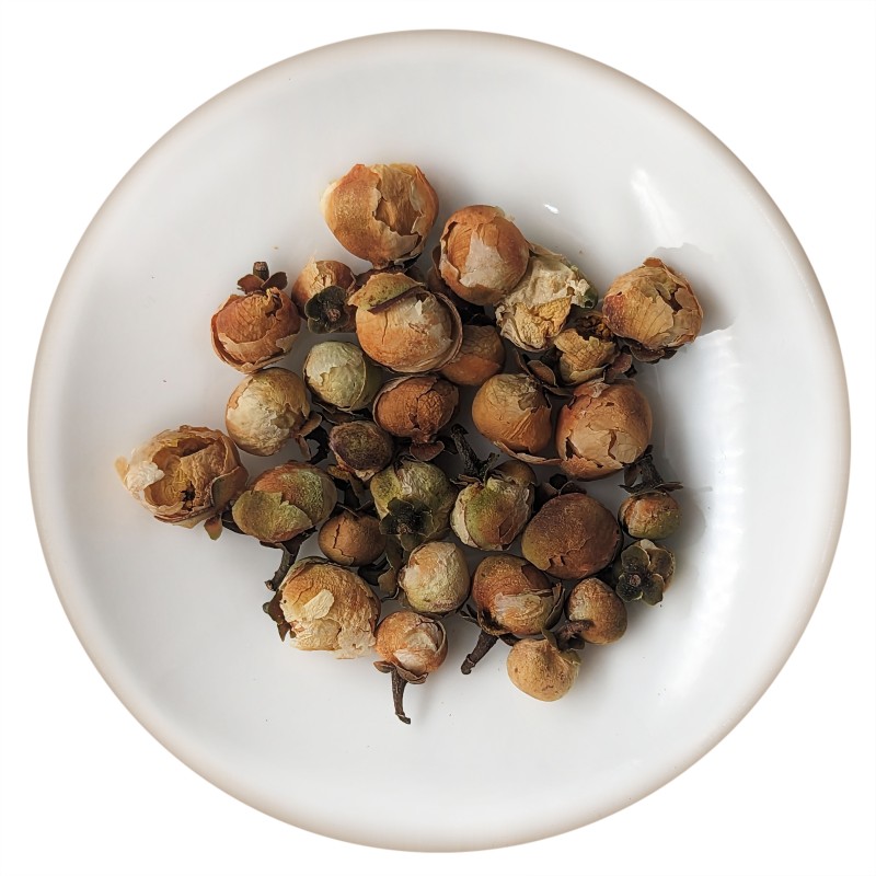 شکوفه گل چای