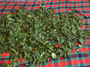 برگهای چای در حال پلاسیدن به روش سنتی