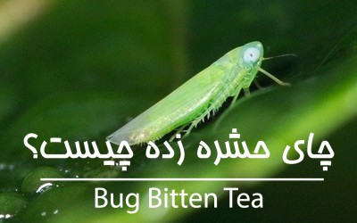 چای bug bitten (حشره زده) چیست