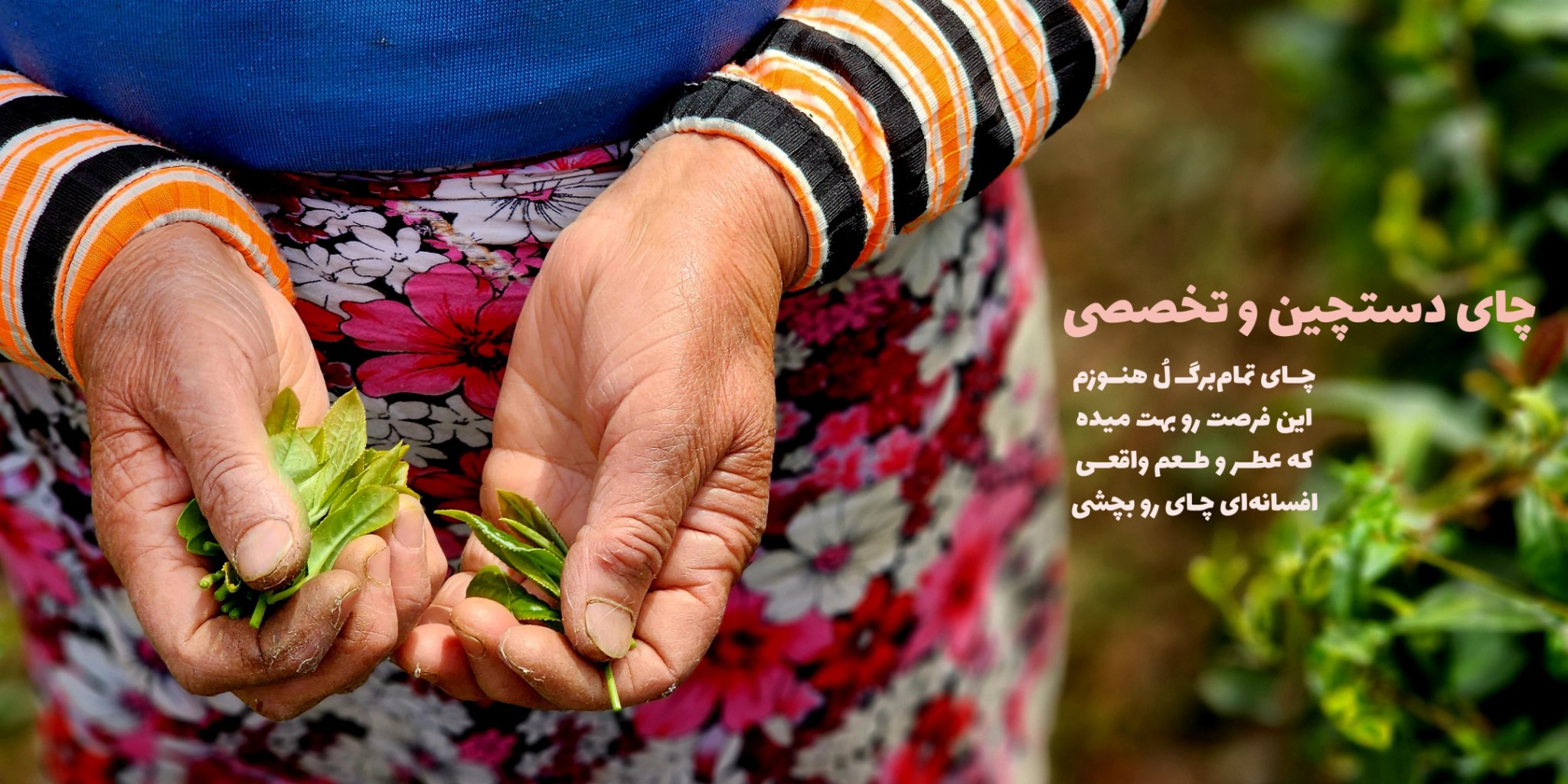 محصولات دستچین