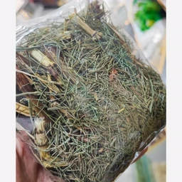 گیاه دم اسبی