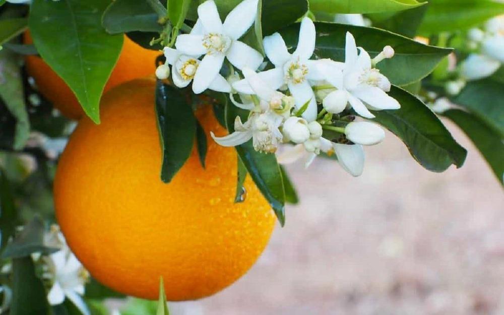 گل بهارنارنج و رایحه طبیعی شکوفه نارنج در ایران