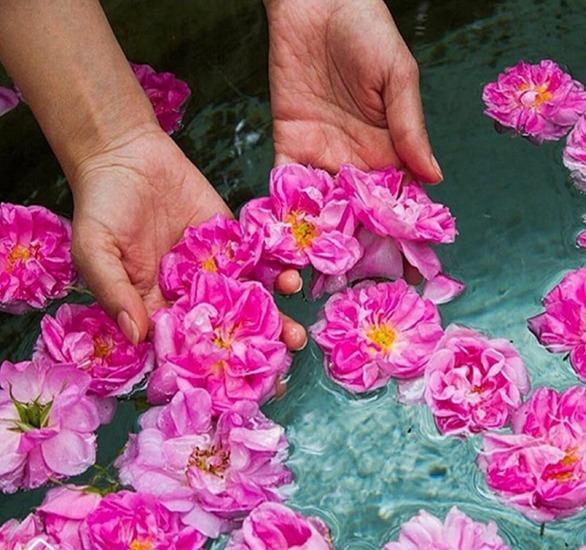 گل محمدی و گلاب گیری سنتی در ایران