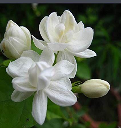 گل یاس سفید و رایحه طبیعی یاس در عطرسازی