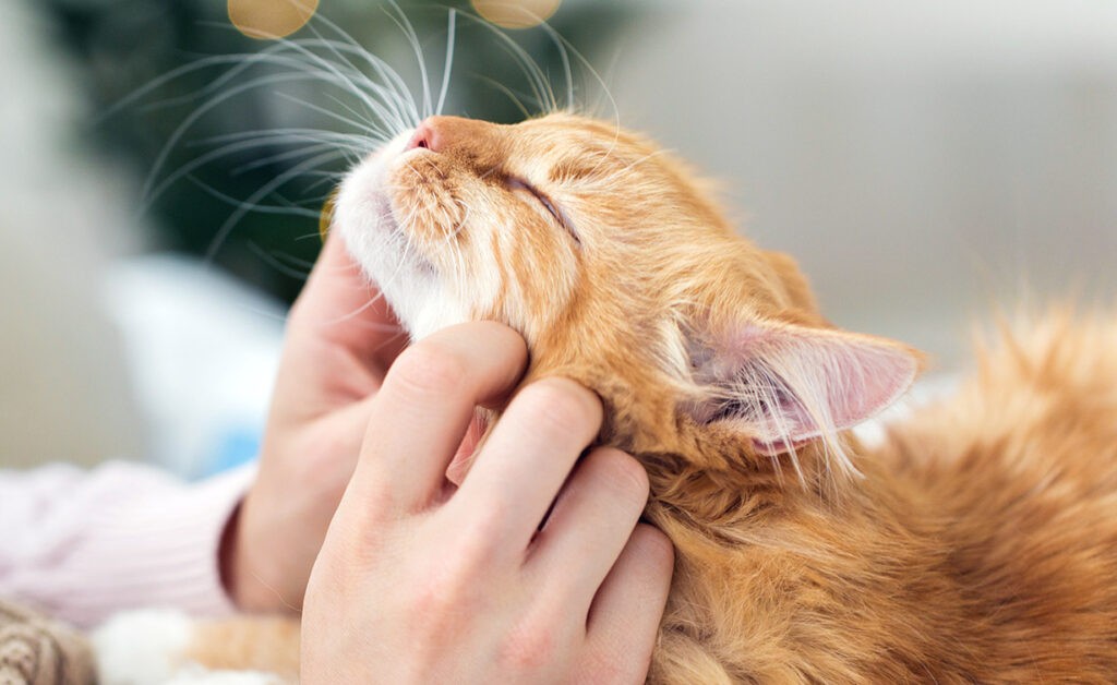 چرا گربهها خرخر میکنند؟
