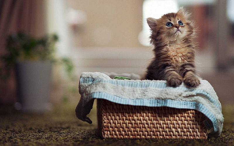 چرا گربهها جعبهها را دوست دارند؟ راز علاقه گربه به کارتن و فضاهای بسته