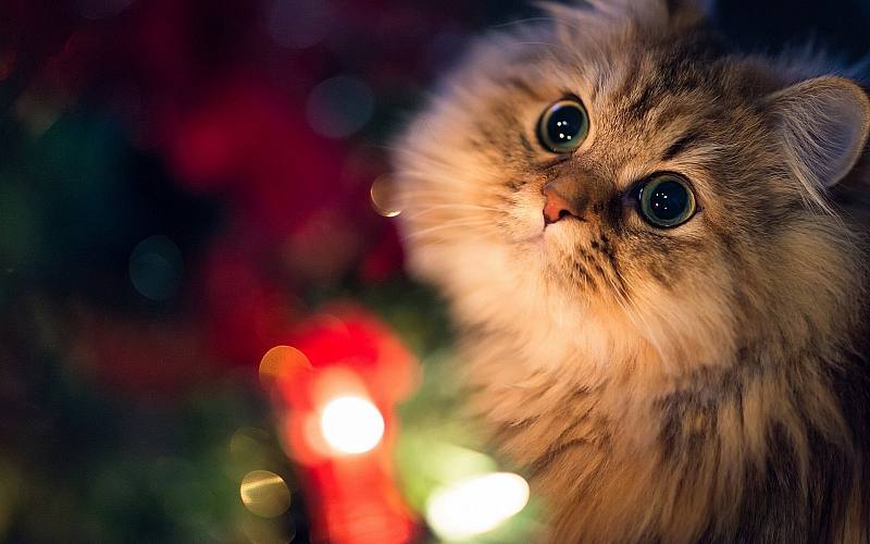 چرا گربهها شبها فعال میشوند؟ راز بیدار بودن گربهها در نیمهشب