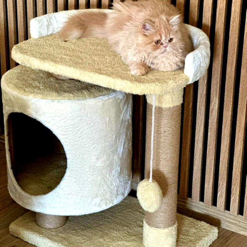 اسکرچر گربه مدل شاینی از برند هاچی